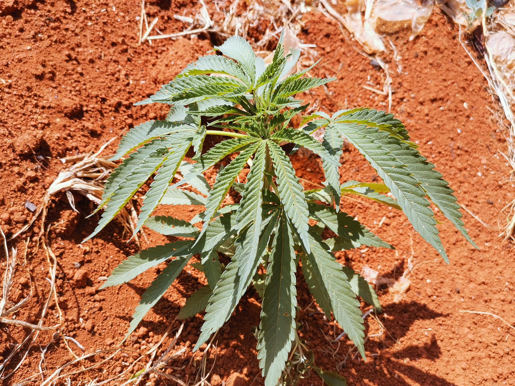 工业大麻“幕后玩家”：多家合作方背后的汉麻集团