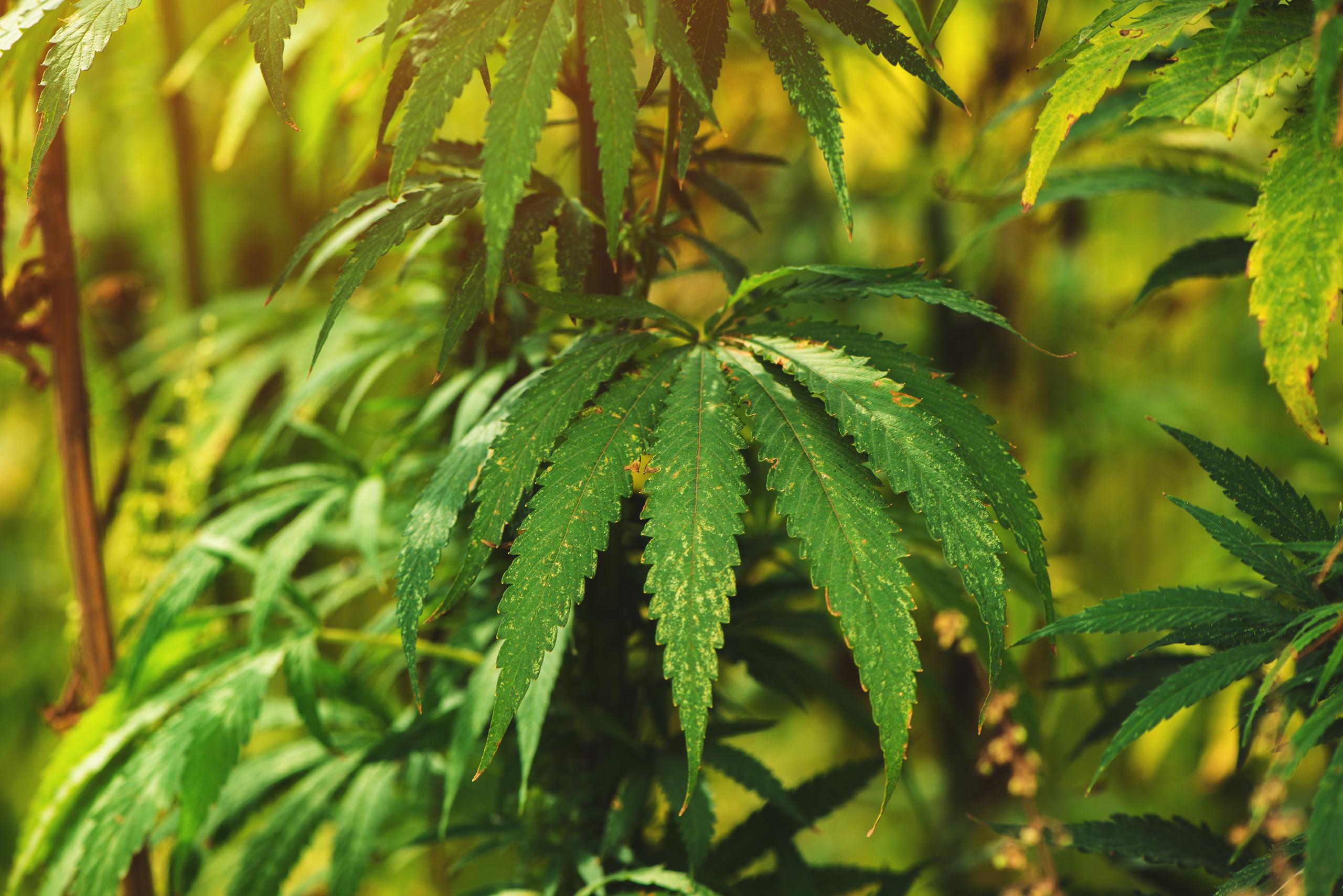 汉麻与传统节日：嵌入岁时仪式的民俗密码