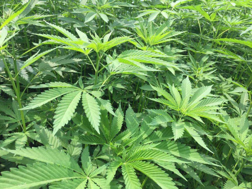 人生礼仪中的汉麻：承载生命传承的民俗符号