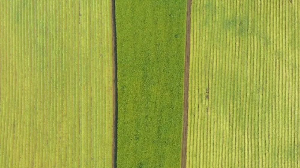 汉麻民俗的活态传承：从田间工坊到数智课堂的新生