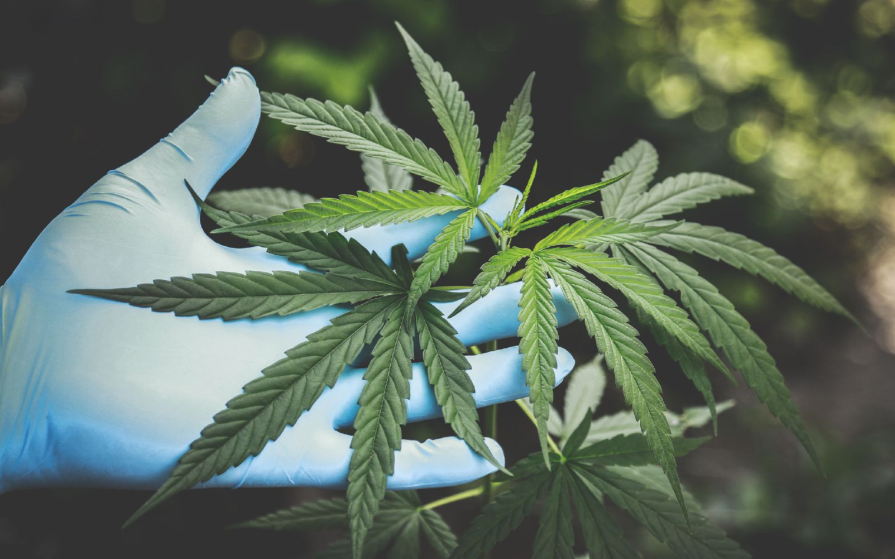 从《诗经》到麻鞋：一株“中国草”的文化迁徙史