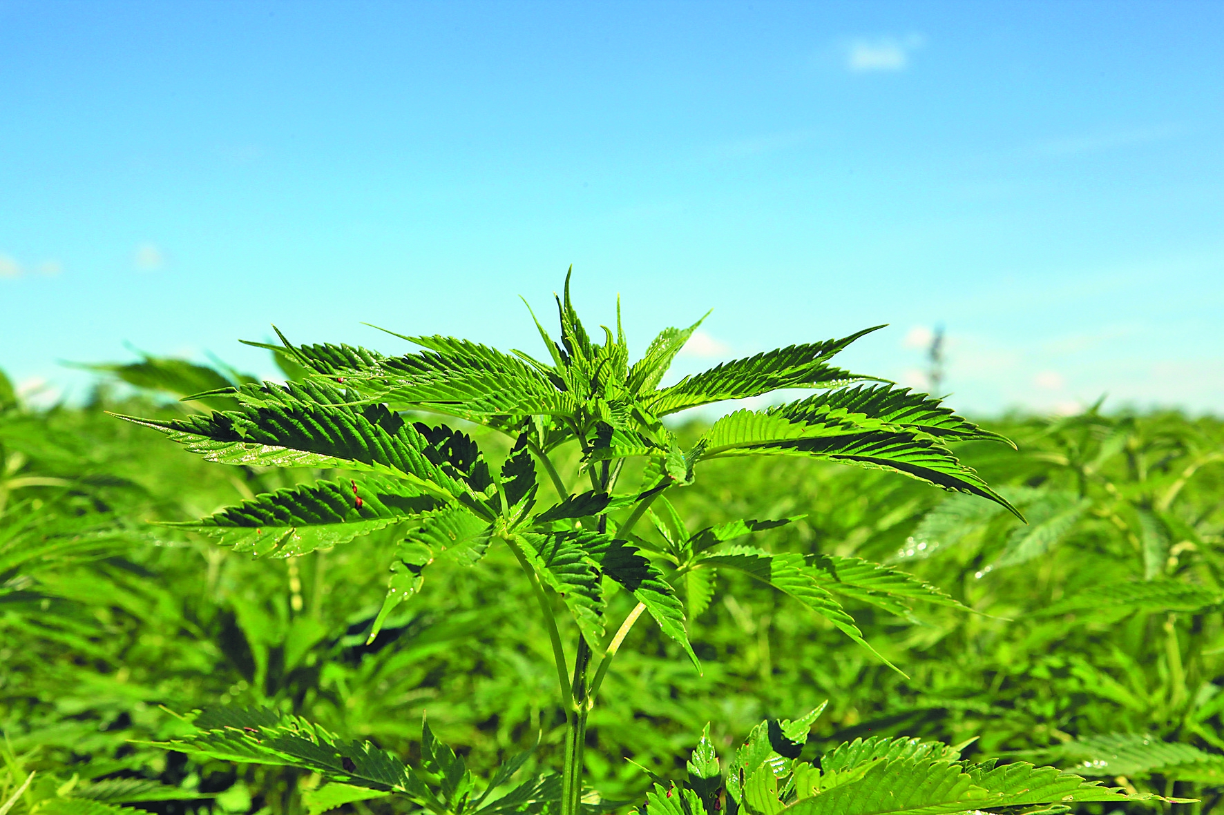 千年麻艺的非遗传奇：从巧手乞巧到古法造纸