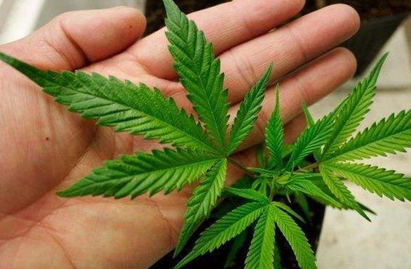 “中国草”的产业新生：古老汉麻如何织就乡村振兴梦