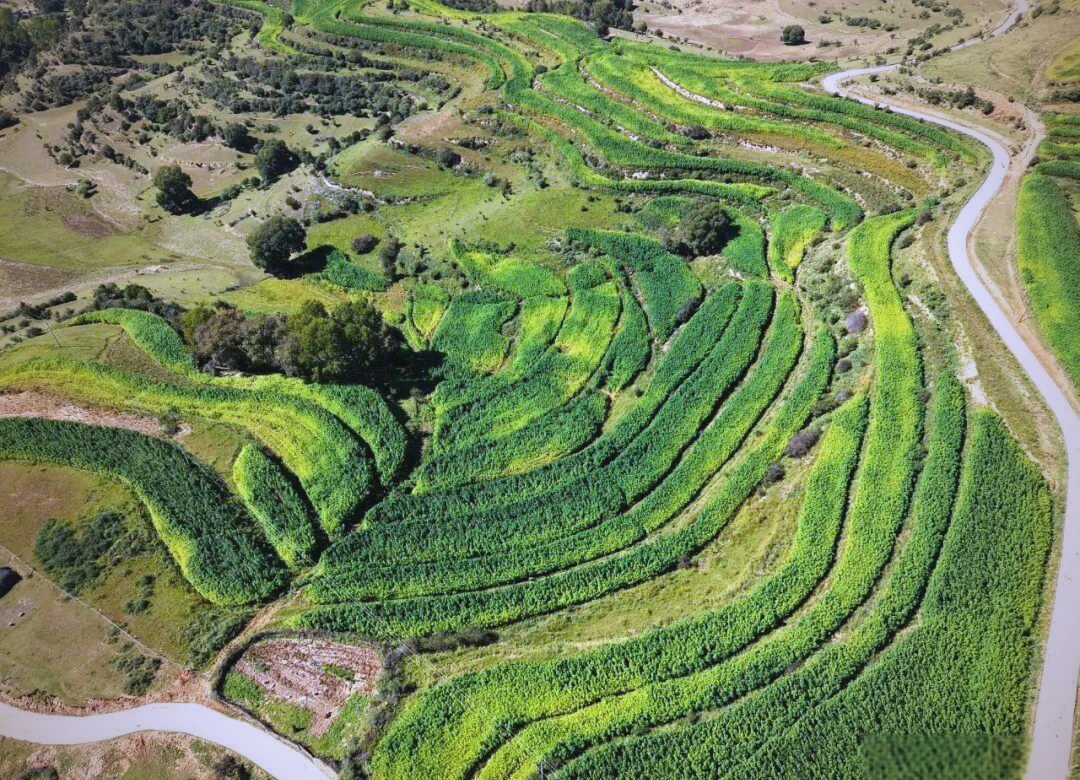 汉麻与传统纺织：中国古代社会中的文化符号与经济支柱