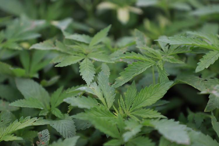 汉麻与古代中国的衣食住行：贯穿千年的生活必需品