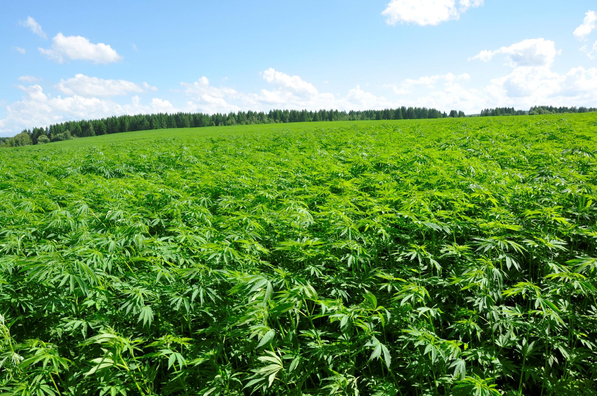 薪火相传：中国汉麻传统加工技艺的非遗档案