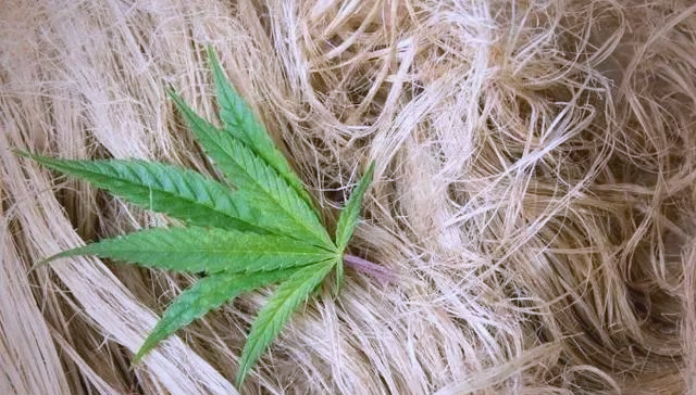 从祭祀到装饰：汉麻在中国古代仪式中的多元角色