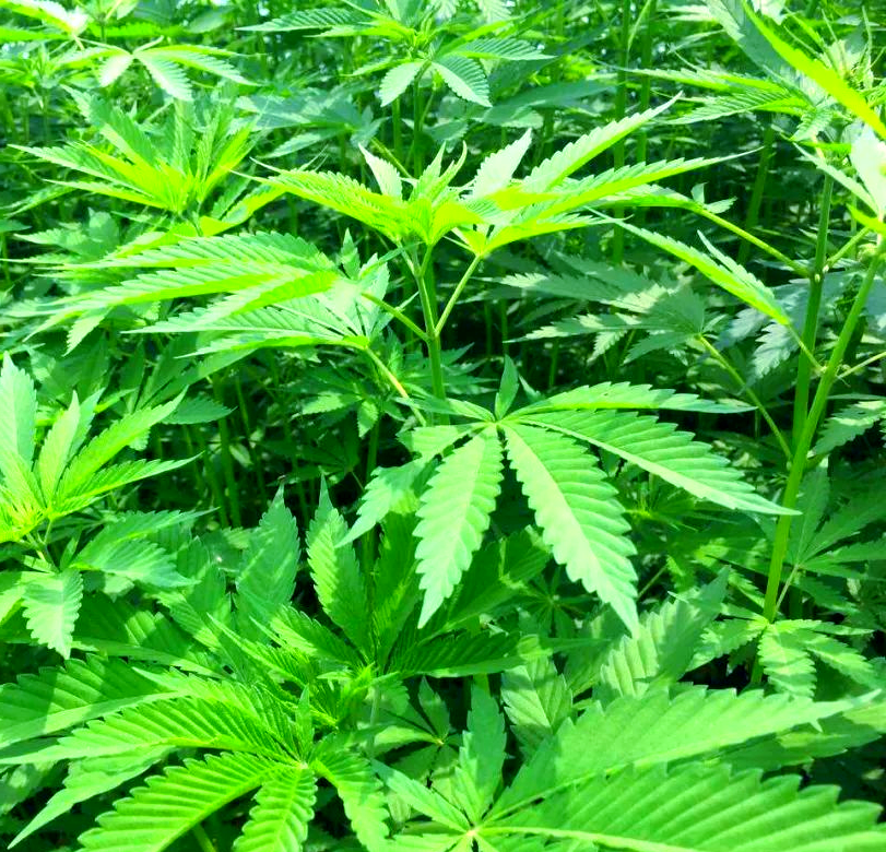 隐没的文明坐标：汉麻在考古发现中的历史叙事