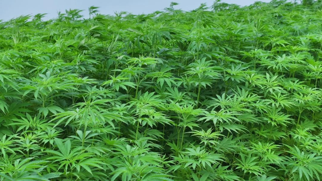 Screenshot 2025 12 12 100129 246