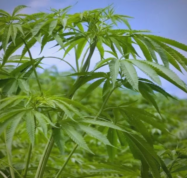 E14d32561b7e7fc9a771c26412b5fa3e