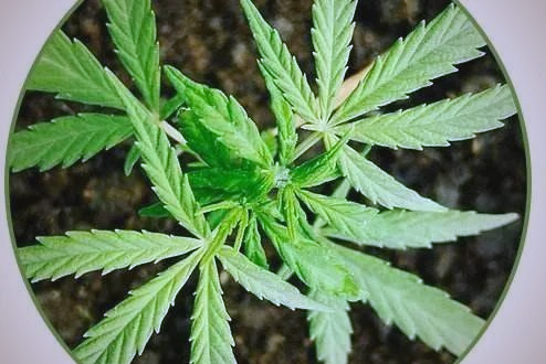 4f88ebb95d57fc3210c5d3d28a9b8fd7